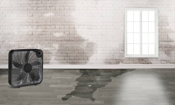 Best Ceiling water damage repair  in Kensington Park, FL